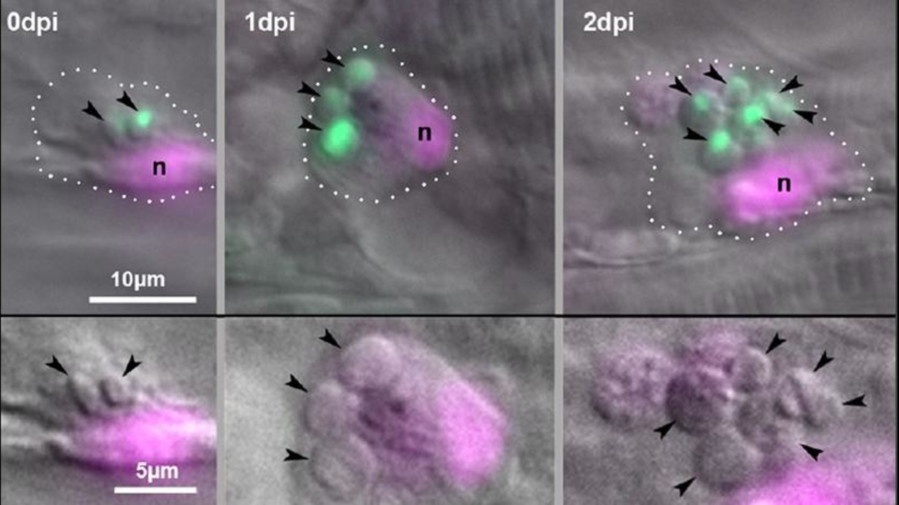 Cryptococcal germination inside macrophages in vivo